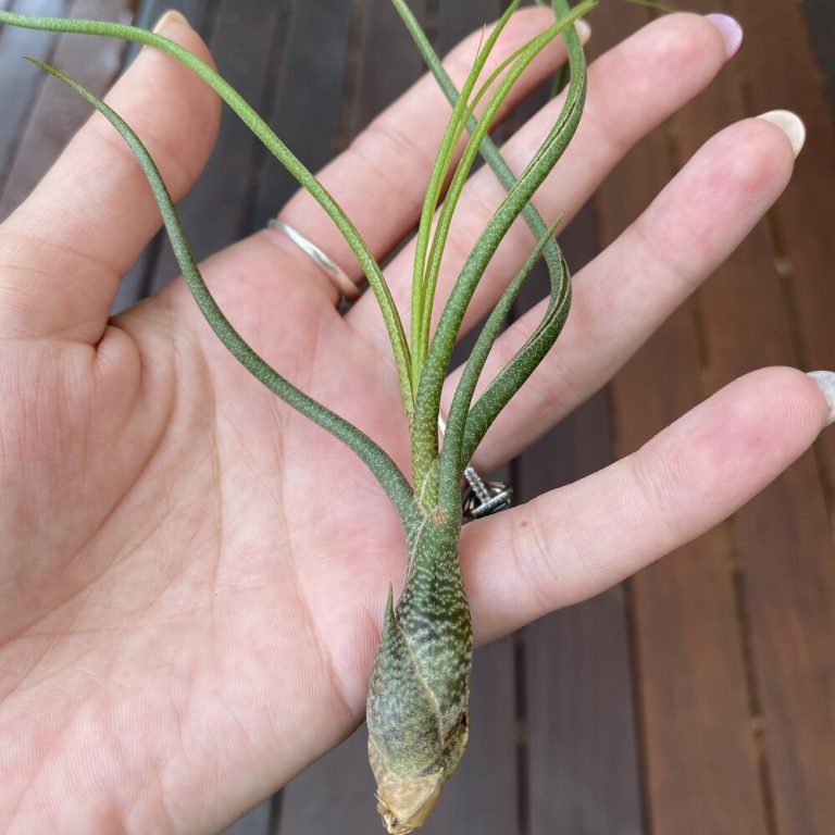 Do Tillandsia Butzii Produce Flower? All You Need to Know