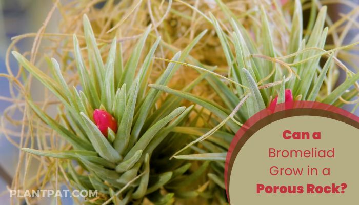 Can a Bromeliad Grow in a Porous Rock