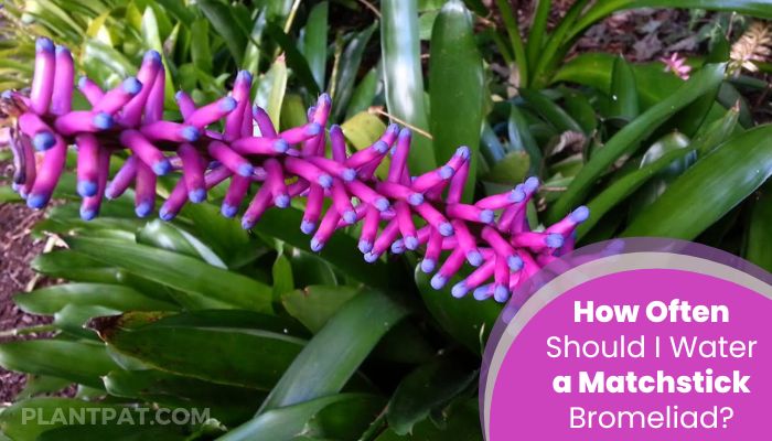 How Often Should I Water a Matchstick Bromeliad