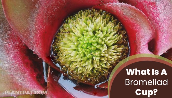 What Is a Bromeliad Cup
