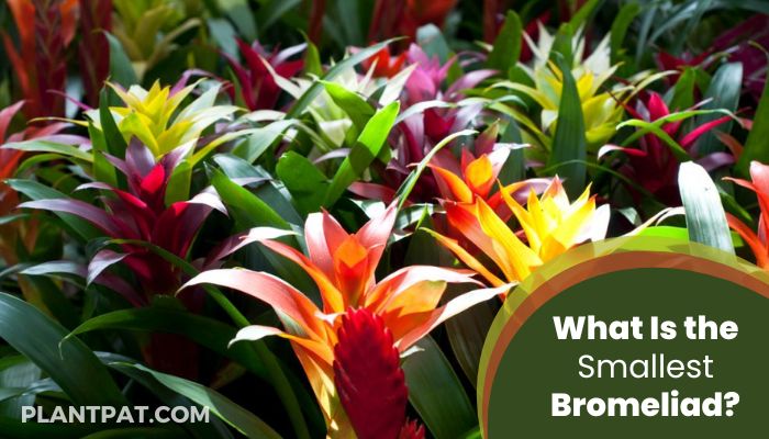 What Is the Smallest Bromeliad