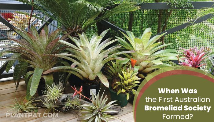 When Was the First Australian Bromeliad Society Formed