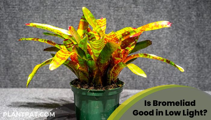 Is Bromeliad Good in Low Light