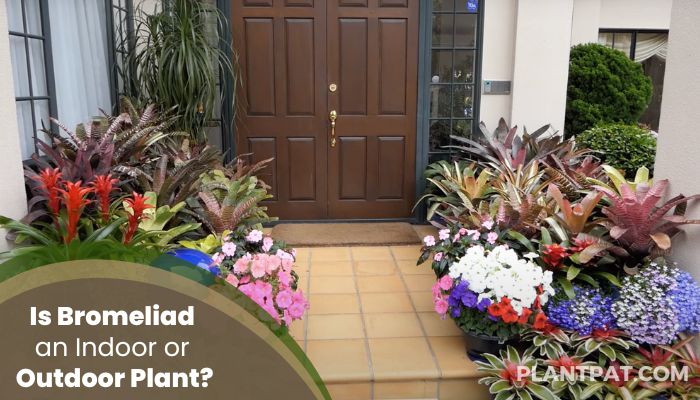 Is Bromeliad an Indoor or Outdoor Plant