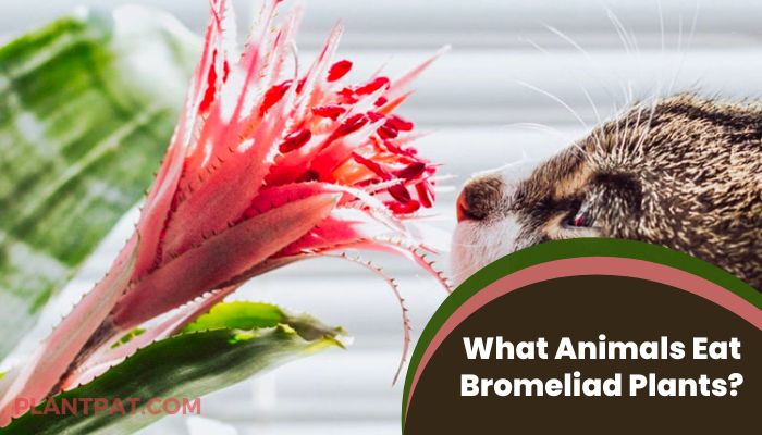 What Animals Eat Bromeliad Plants