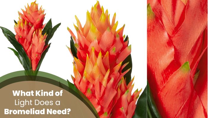 What Does a Bromeliad Bloom Look Like