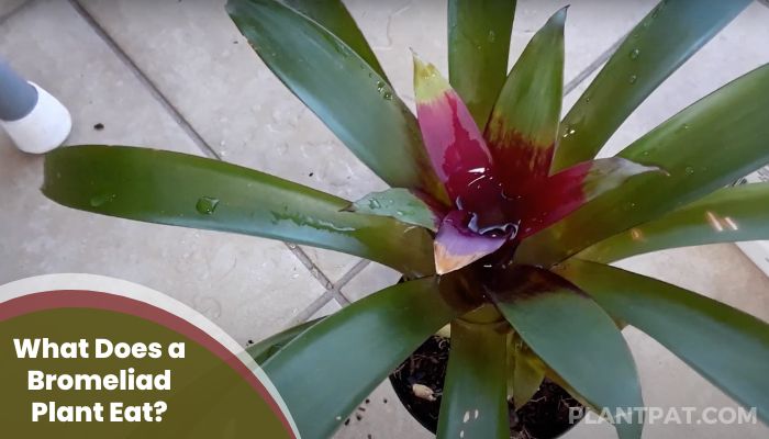 What Does a Bromeliad Plant Eat