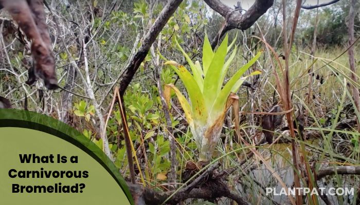 What Is a Carnivorous Bromeliad
