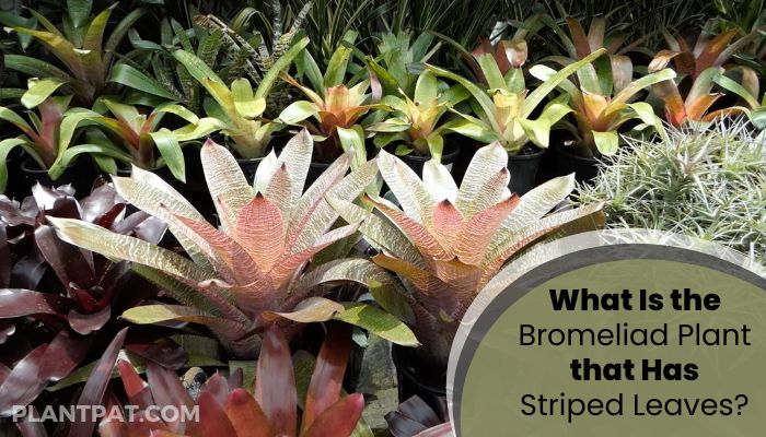 What Is the Bromeliad Plant that Has Striped Leaves