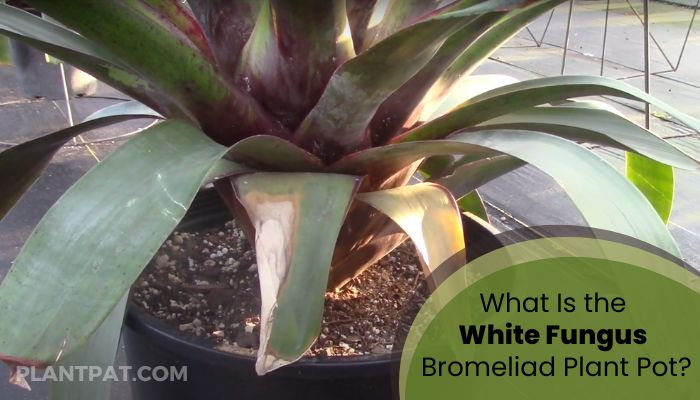What Is the White Fungus Bromeliad Plant Pot