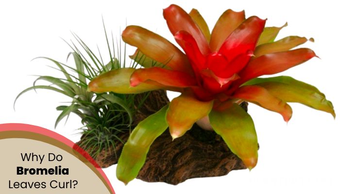 Why Do Bromeliad Leaves Curl