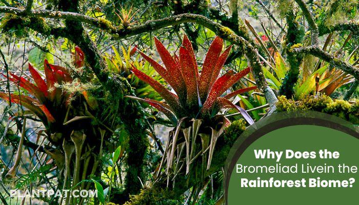 Why Does the Bromeliad Live in the Rainforest Biome