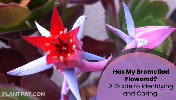 Has My Bromeliad Flowered_ A Guide to Identifying and Caring!