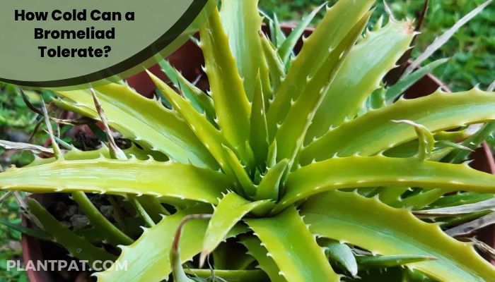 How Cold Can a Bromeliad Tolerate?