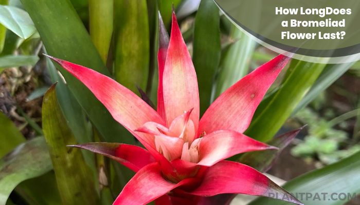 How Long Does a Bromeliad Flower Last?