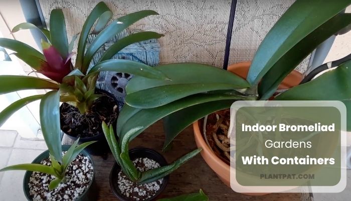Indoor Bromeliad Gardens With Containers