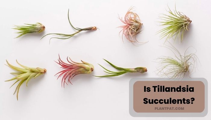 Is Tillandsia Succulents?
