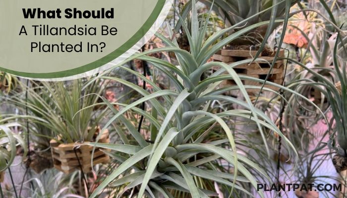 What Should A Tillandsia Be Planted In