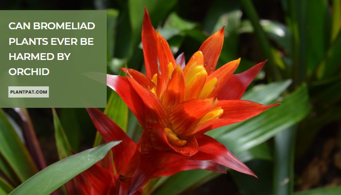Can Bromeliad Plants Ever Be Harmed by Orchid