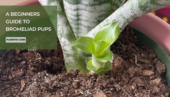 A Beginners Guide to Bromeliad Pups