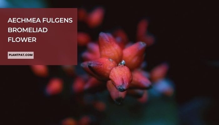 Aechmea Fulgens Bromeliad Flower