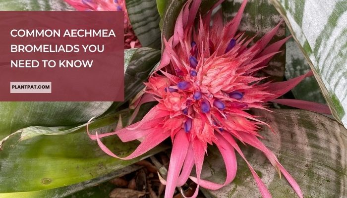 Common Aechmea Bromeliads You Need To Know