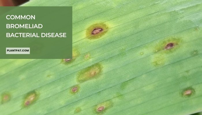 Common Bromeliad Bacterial Disease