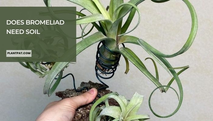 Does Bromeliad Need Soil