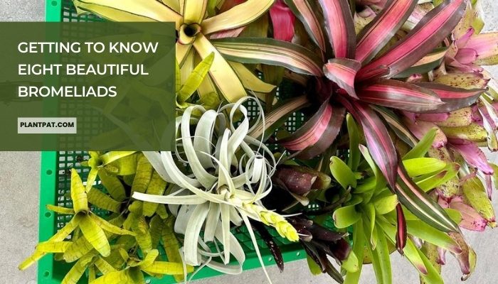 Getting To Know Eight Beautiful Bromeliads