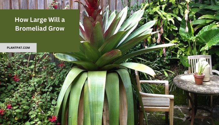 How Large Will a Bromeliad Grow