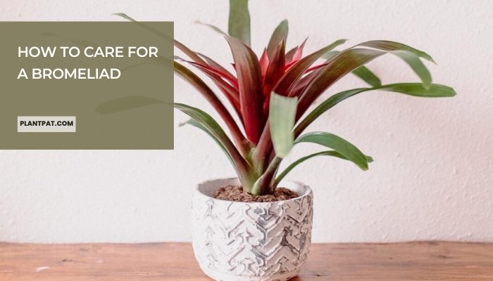 How To Care For A Bromeliad