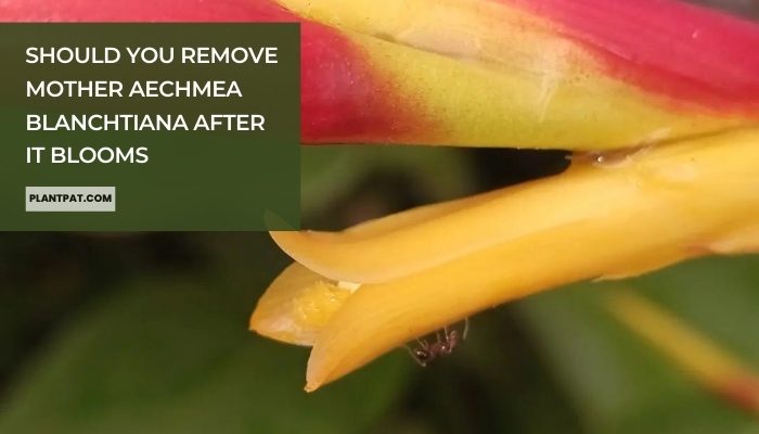 Should You Remove Mother Aechmea Blanchtiana After It Blooms