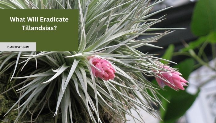 What Will Eradicate Tillandsias? How to Protect These Incredible Plants?
