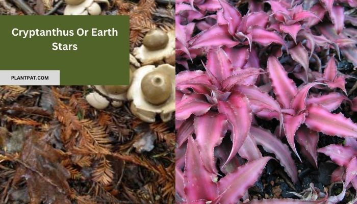 Cryptanthus Or Earth Stars: The Fascinating Beauty