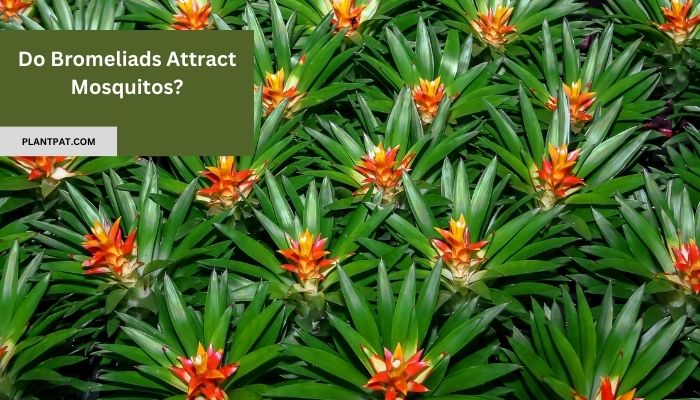 Do Bromeliads Attract Mosquitos? You Need to Know This!