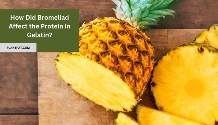 How Did Bromeliad Affect the Protein in Gelatin?
