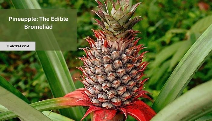 Pineapple The Edible Bromeliad