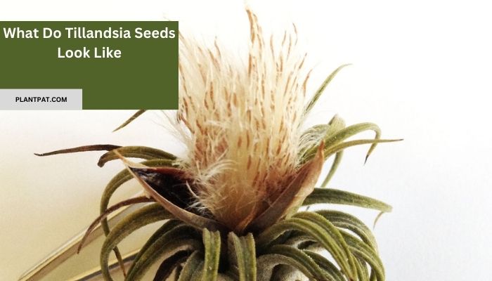 What Do Tillandsia Seeds Look Like