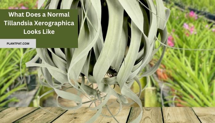 What Does a Normal Tillandsia Xerographica Looks Like?