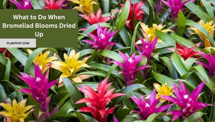 What to Do When Bromeliad Blooms Dried Up?