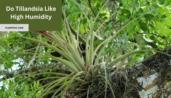 Do Tillandsia Like High Humidity? What You Need to Know