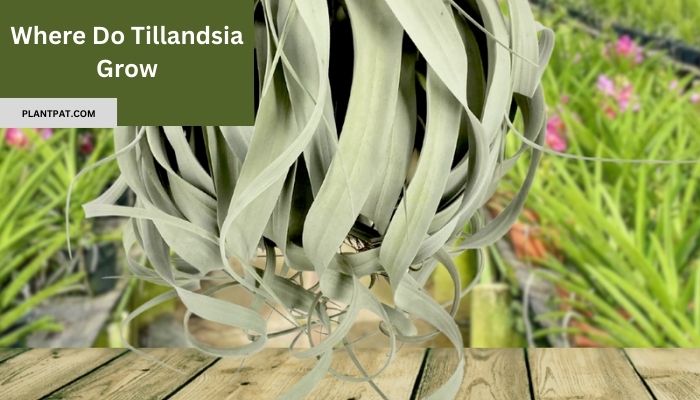 Where Does Tillandsia Grow? Uncovering The Secrets